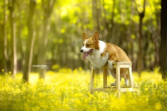 一只狗坐在森林里的小木凳上