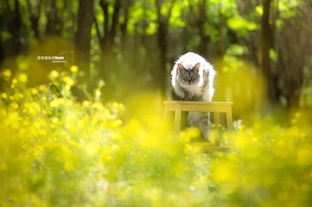 一只坐在黄花丛中的木制长凳上的白色猫
