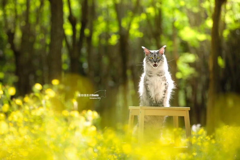 一只猫坐在木质的桌子或椅子上 周围是森林和黄色的花朵。