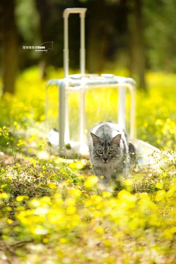 一只灰色的猫站在一片黄花的草地上 旁边是一个箱子。