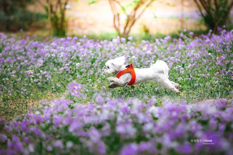 一只小白狗穿过一片紫花田
