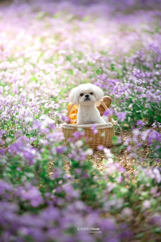 一只坐在紫色花丛中的篮子里的小白狗