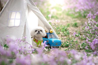 一只小狗坐在紫花丛中 身穿白帐篷 正在和小蓝车玩耍。