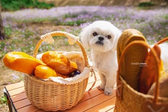 一只小白色狗坐在一个木制桌子旁边 旁边有一个装满水果的篮子。