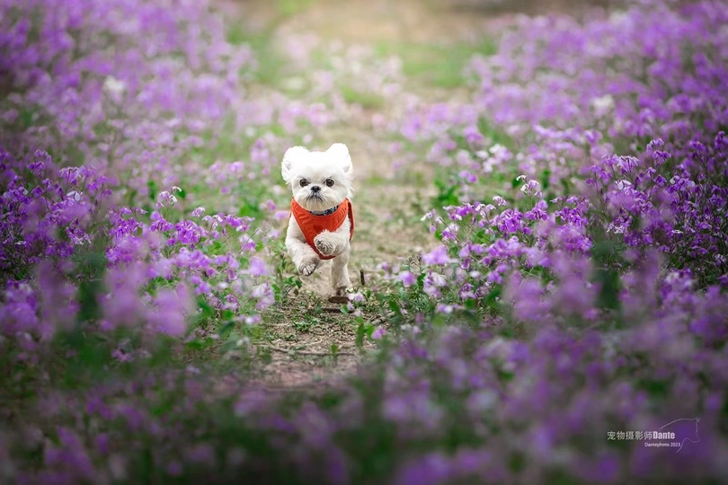 一只小白狗穿过一片紫花田