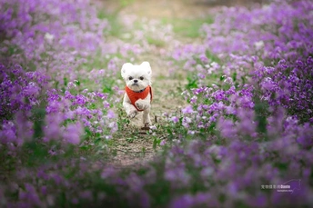 一只小白狗穿过一片紫花田