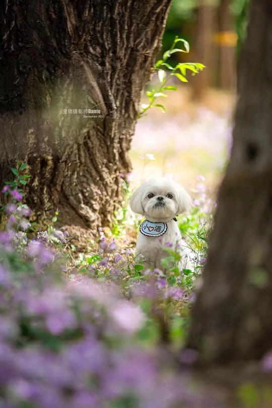一只小白色狗站在一片紫花丛中 旁边有一棵树。