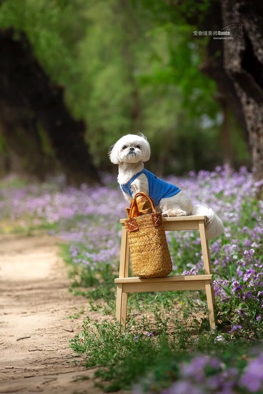 一只小白色狗坐在木长凳上 旁边是紫花田和装满东西的篮子。