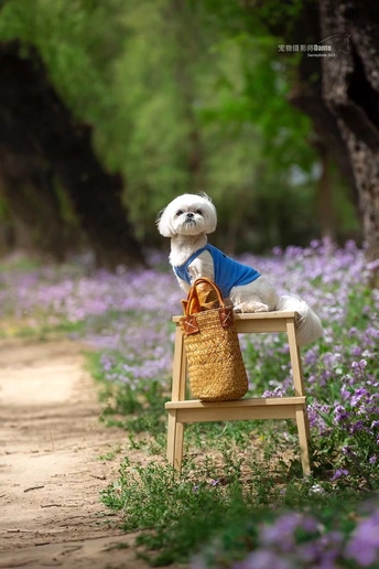 一只小白色狗坐在木长凳上 旁边是紫花田和装满东西的篮子。
