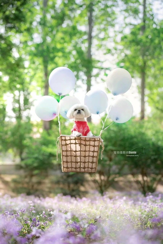 一只小白的 puppy 坐在一个篮子里 篮子里装满了紫色的花。