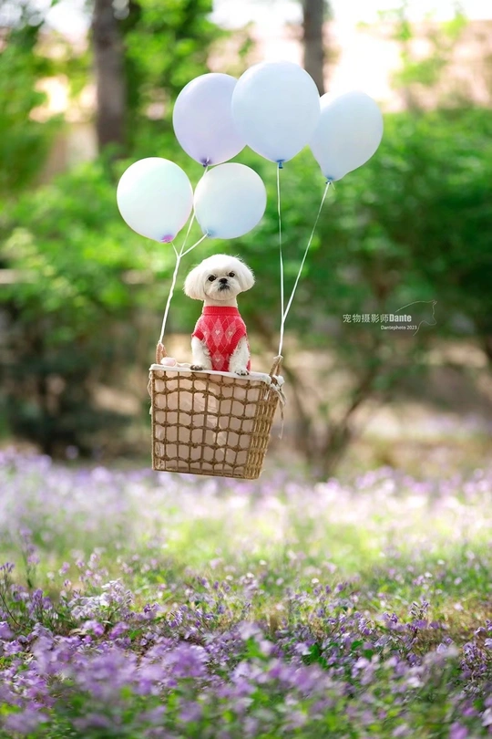 一只小狗坐在紫色花丛中的篮子里