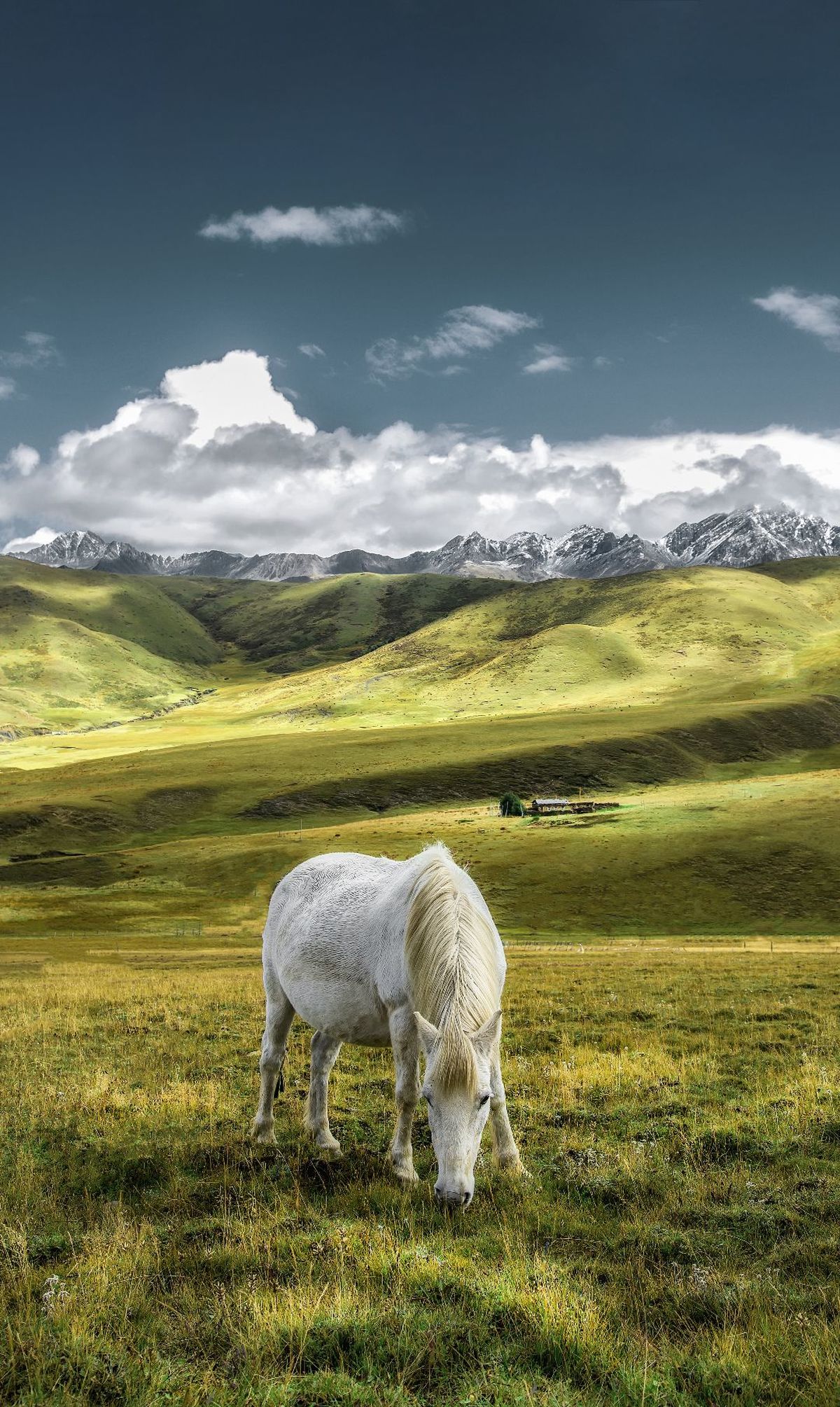 一匹白马在草地上吃草 背景是山脉。