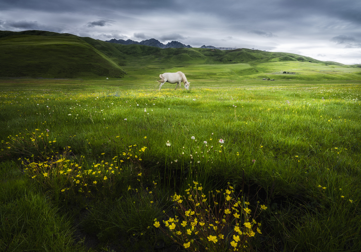 一匹白马在绿地上吃草 周围有黄色的花。