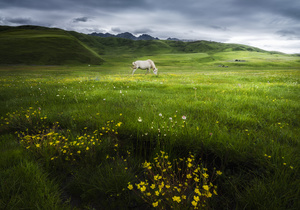 一匹白马在绿地上吃草 周围有黄色的花。