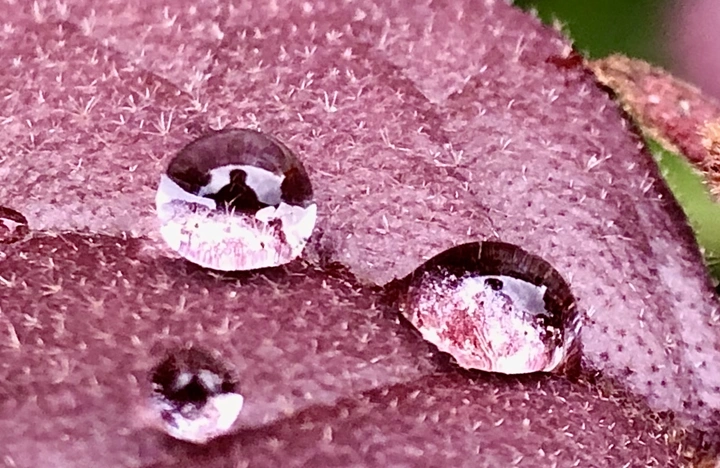 雨珠里的世界