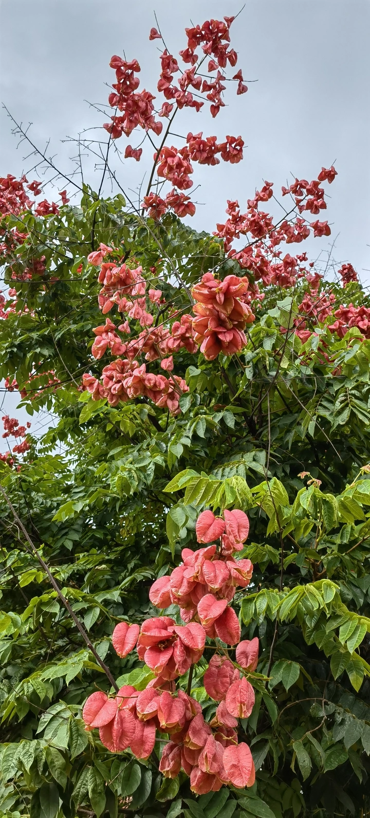 栾树花开