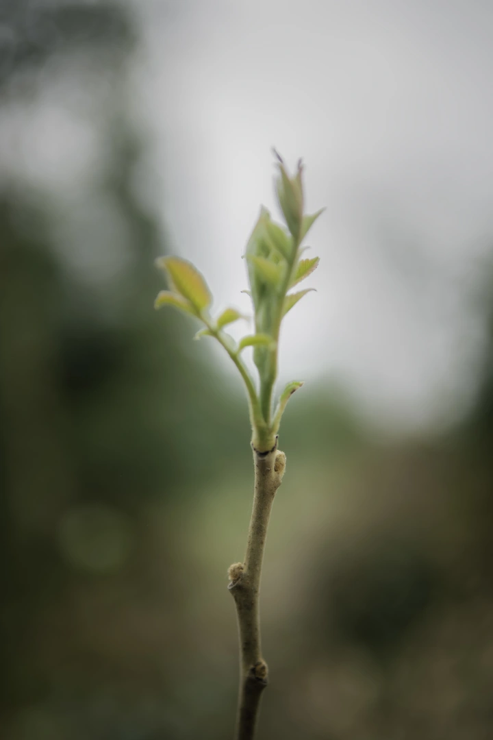 春天了，一起去摘野菜尝鲜
