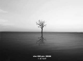 一棵树独自矗立在海洋中的黑白照片