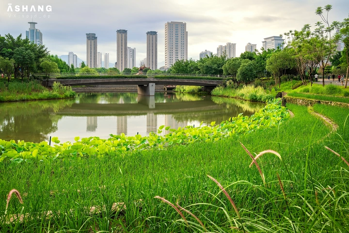 龙津湖公园