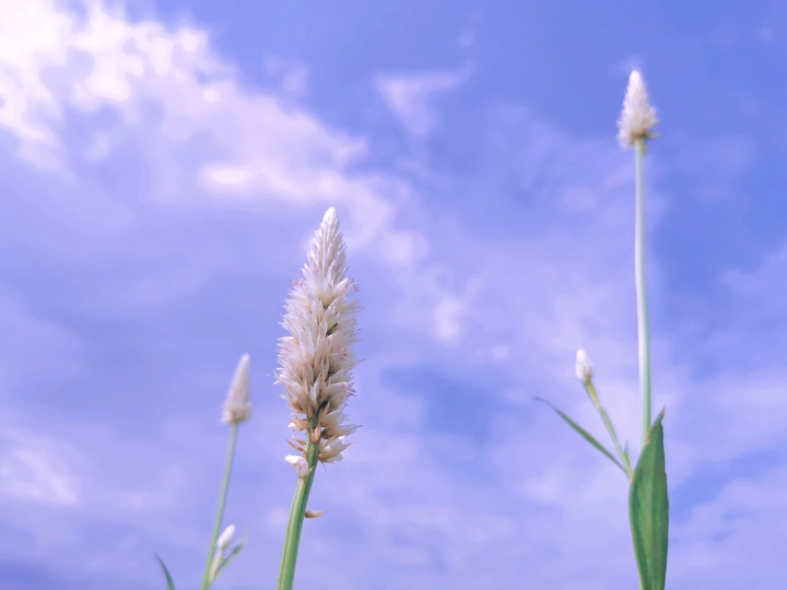 狗尾巴草的夏天