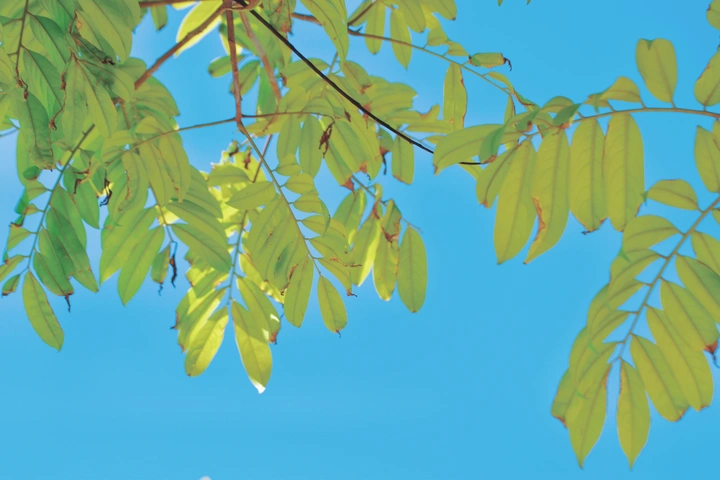 夏天