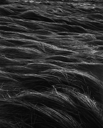 一匹马的黑白毛发在风中飘动