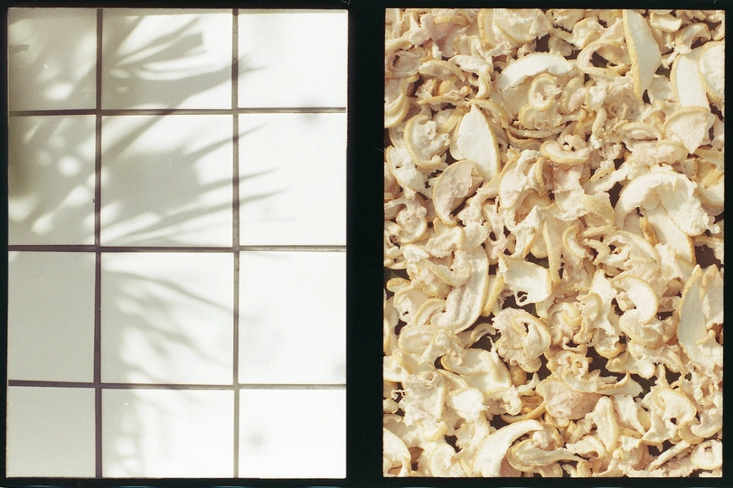 a plant in a vase casts a shadow on the wall