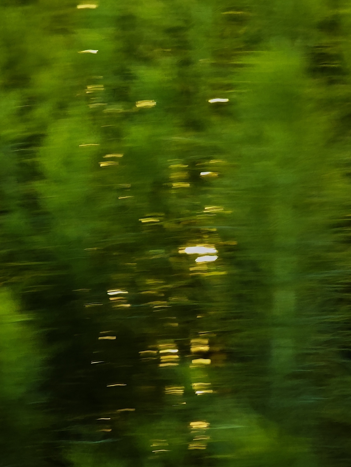 来自移动火车拍摄的一张模糊的绿色森林树木图片