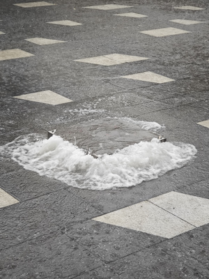 湿润的人行道上有雪和水 一只鸟在雨中行走