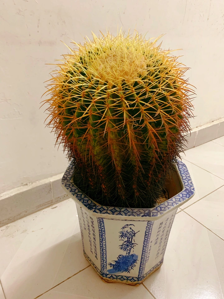 仙人球