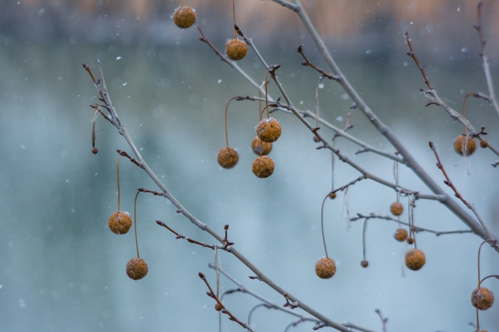 春雪落