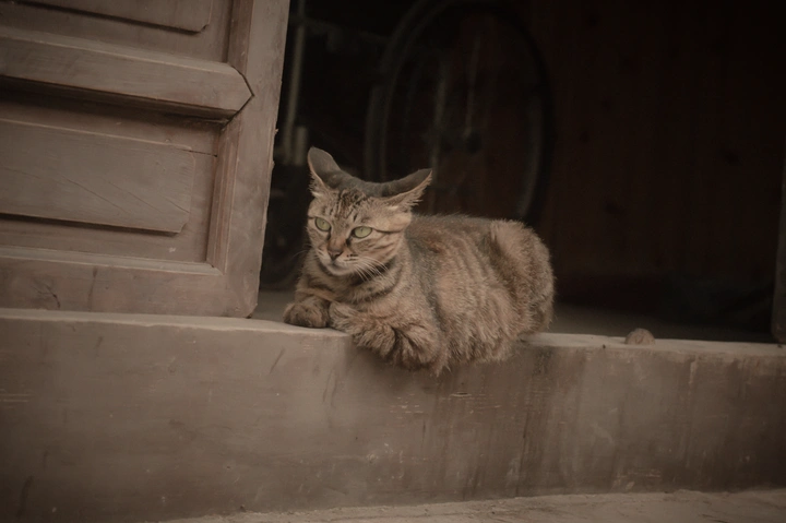 古镇の猫