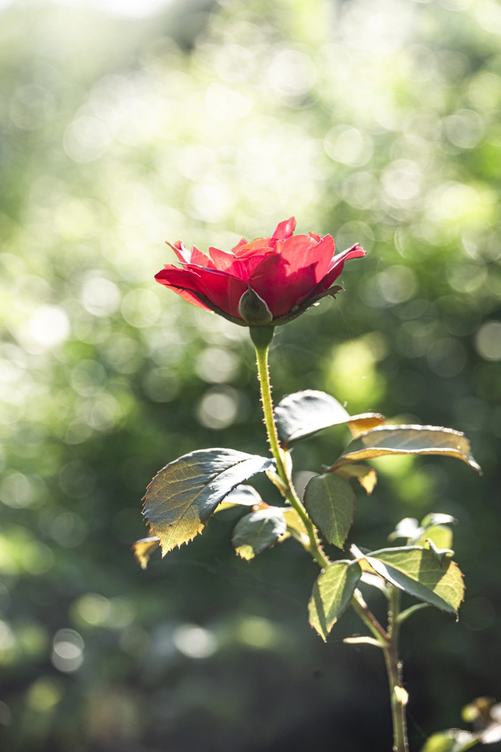 光晕里的花