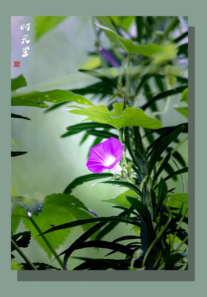 牵牛花盛开季