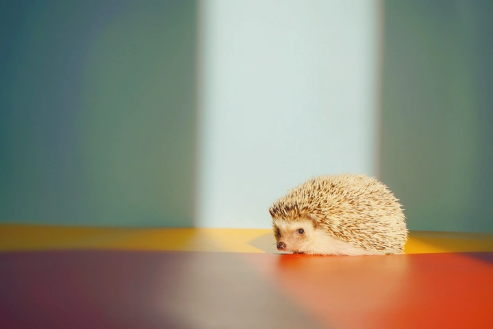 我家刺猬