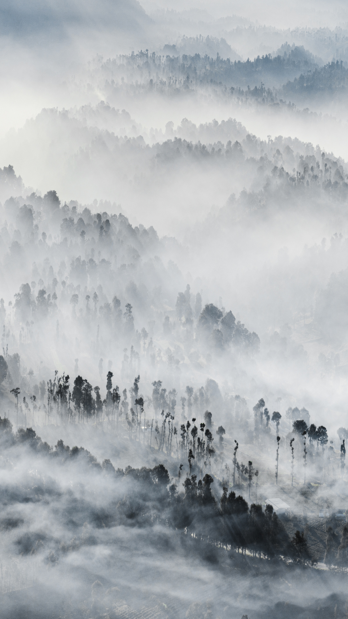 山谷中的雾气缭绕的山丘、棕榈树、雾气和云层