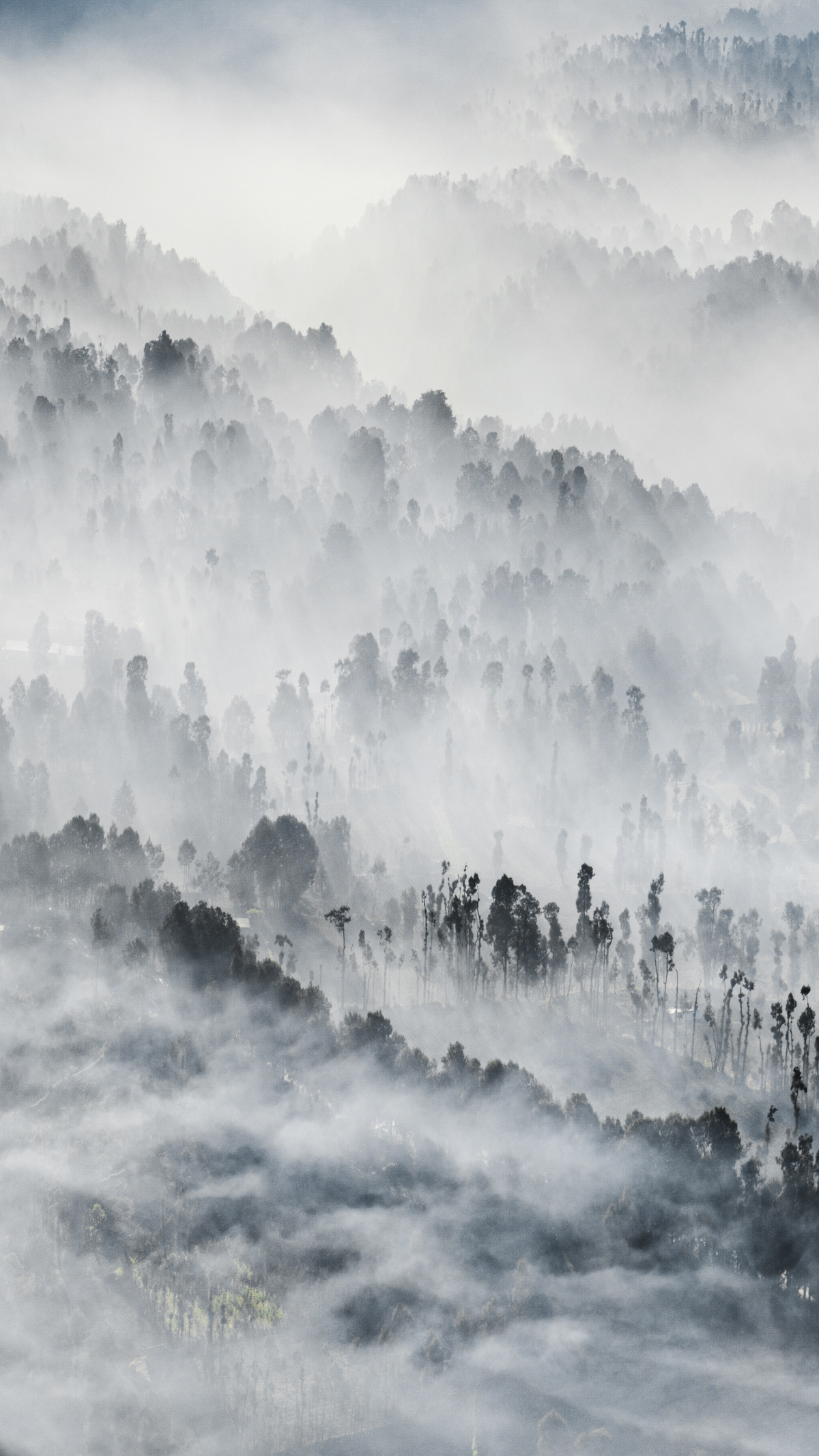 晨雾缭绕的森林 雾气和云层
