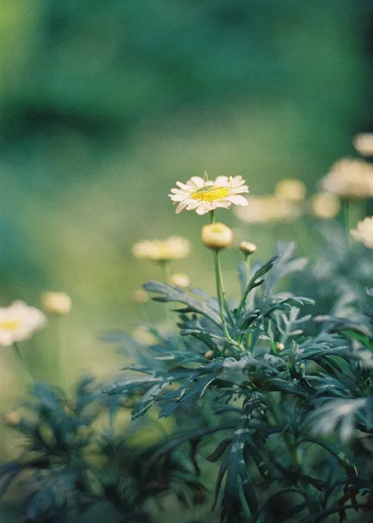 一片黄花的田野中有些野花