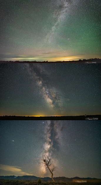 夜晚的树和天空中的星星的照片