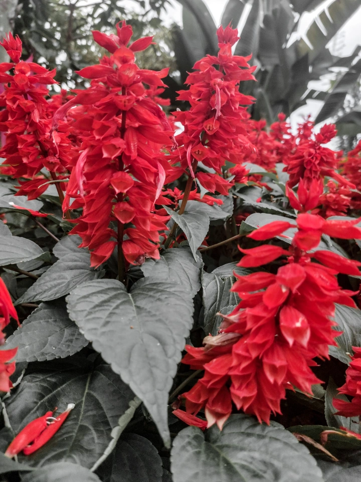 花之美