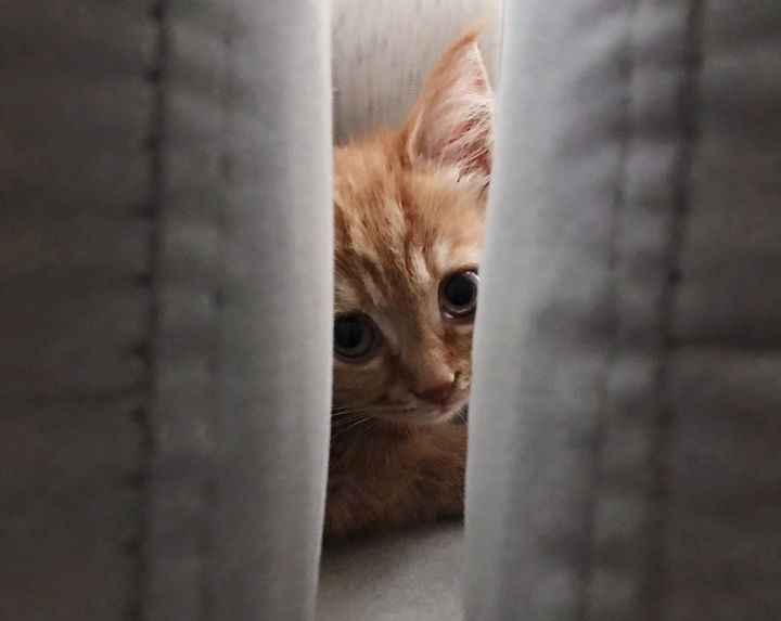 躲“猫猫”