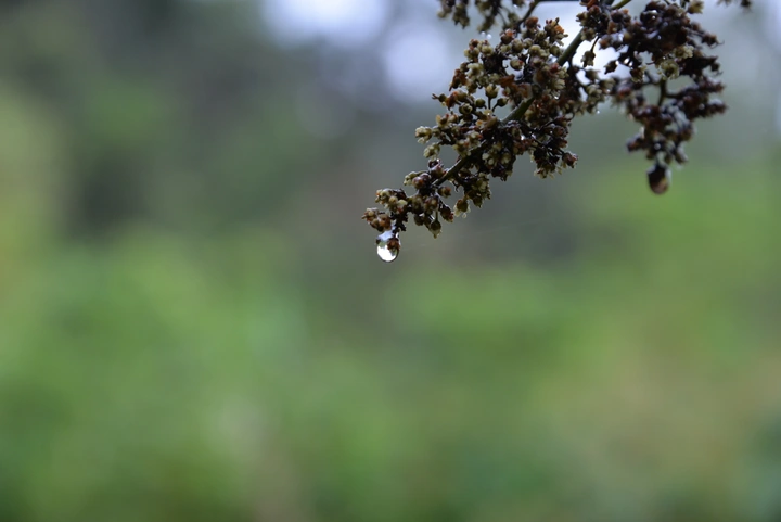 露水