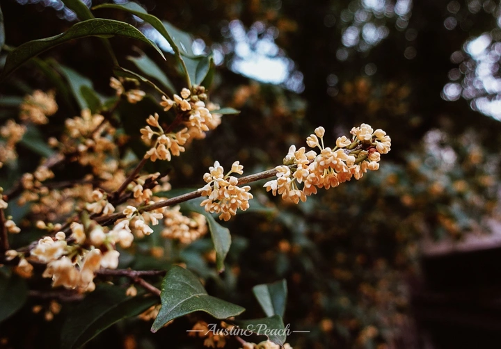 桂花