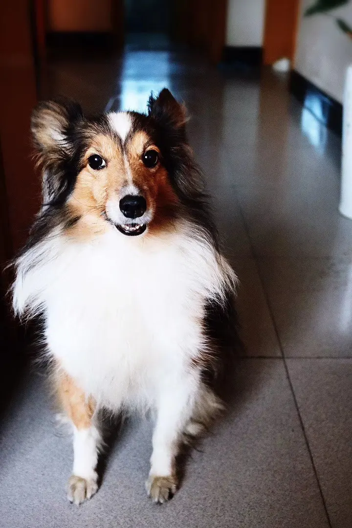 牧羊犬不牧羊