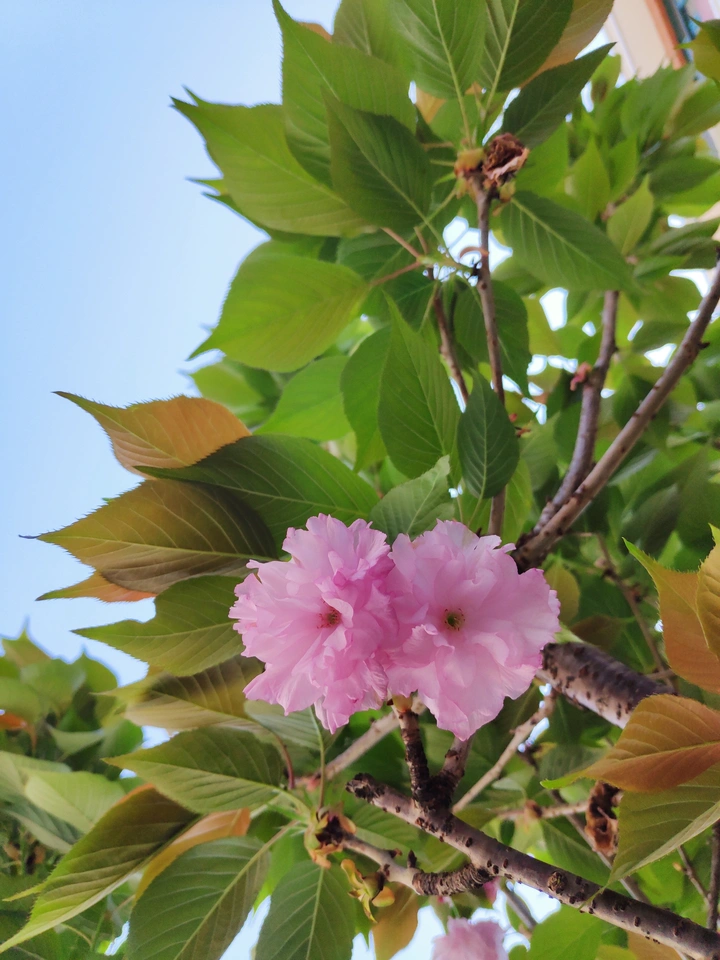 樱花
