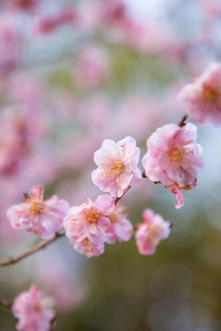 春天里