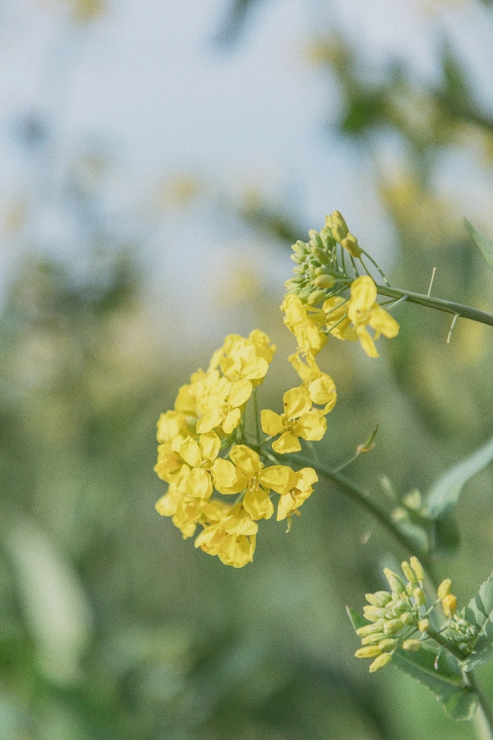你的油菜花