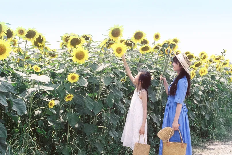 一位穿着蓝色连衣裙的年轻女子在向日葵花田里抱着一个小女孩。