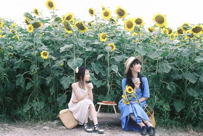 一些年轻女性坐在向日葵田前面的长凳上
