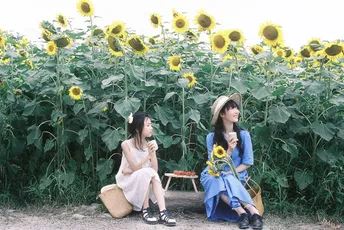 一些年轻女性坐在向日葵田前面的长凳上